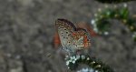 Modraszek adonis (Lysandra bellargus, Polyommatus bellargus)