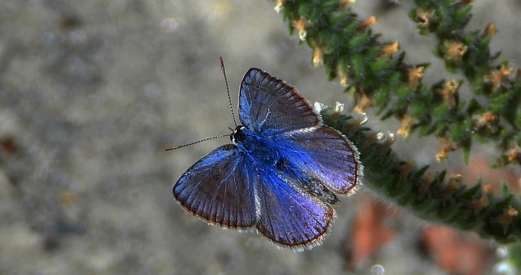 Modraszek adonis (Lysandra bellargus, Polyommatus bellargus)
