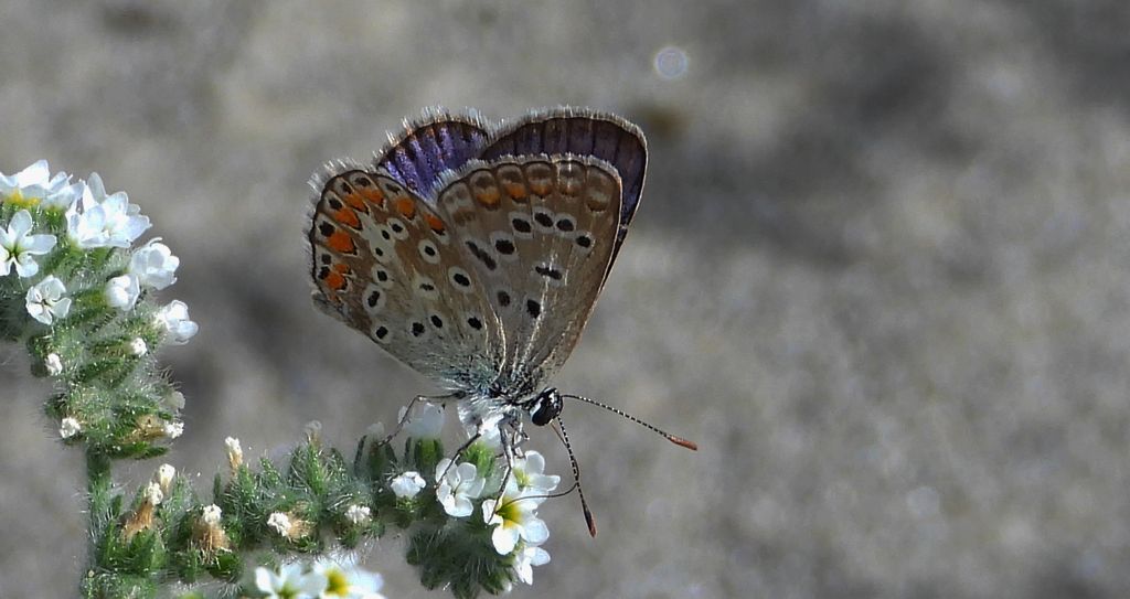 Modraszek adonis (Lysandra bellargus, Polyommatus bellargus)