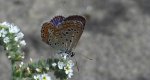 Modraszek adonis (Lysandra bellargus, Polyommatus bellargus)