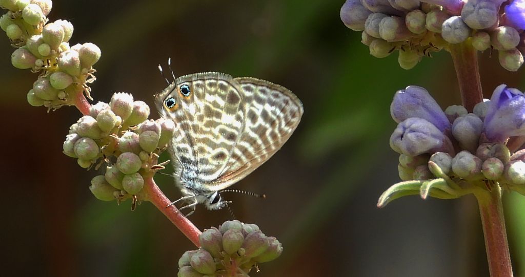 Modrogończyk wędrowiec (Syntarucus pirithous, Leptotes pirithous, Syntarucus telicanus)