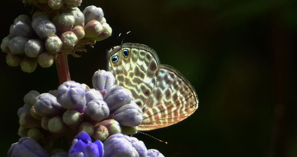 Modrogończyk wędrowiec (Syntarucus pirithous, Leptotes pirithous, Syntarucus telicanus)