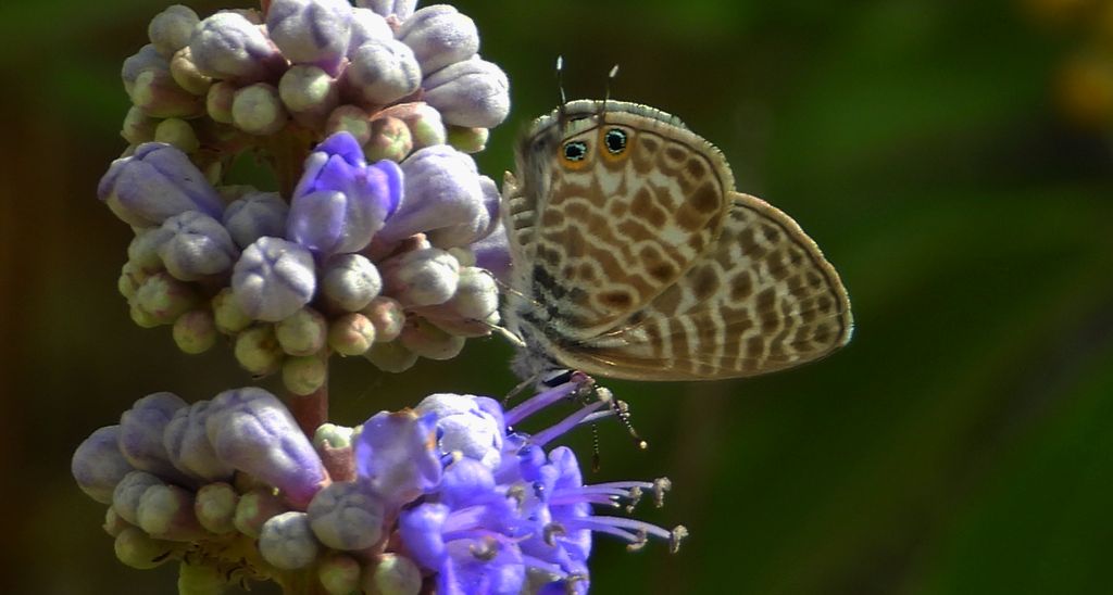 Modrogończyk wędrowiec (Syntarucus pirithous, Leptotes pirithous, Syntarucus telicanus)