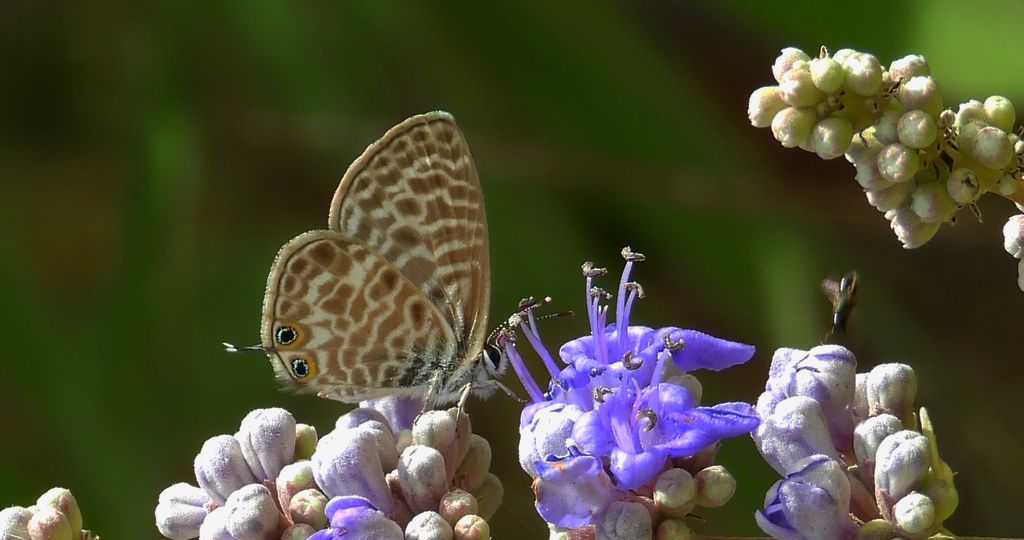 Modrogończyk wędrowiec (Syntarucus pirithous, Leptotes pirithous, Syntarucus telicanus)