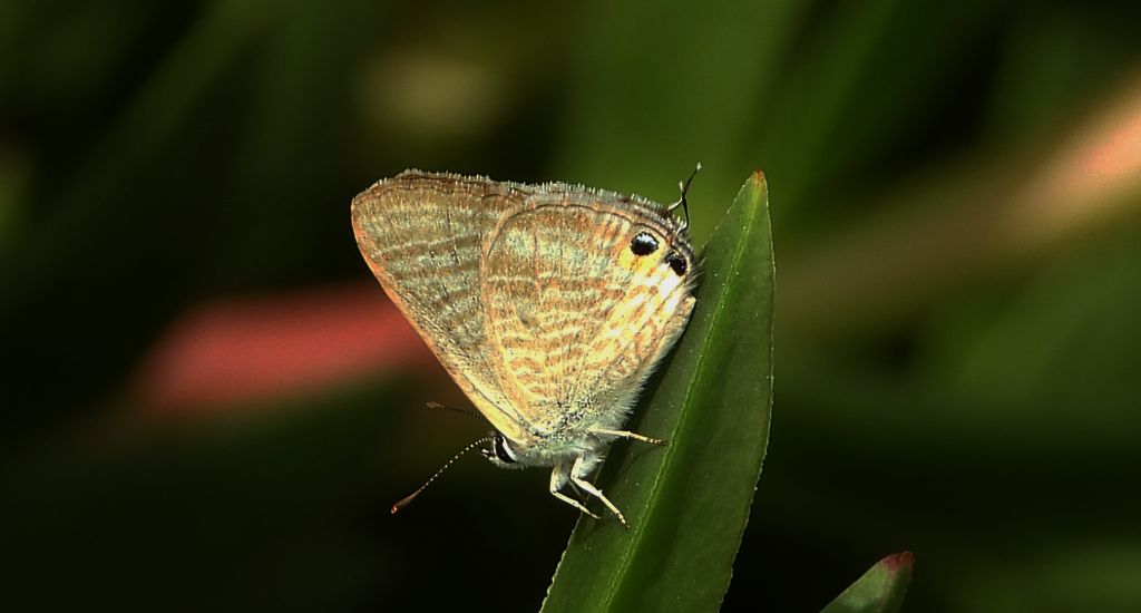 Modrogończyk wędrowiec (Syntarucus pirithous, Leptotes pirithous, Syntarucus telicanus)