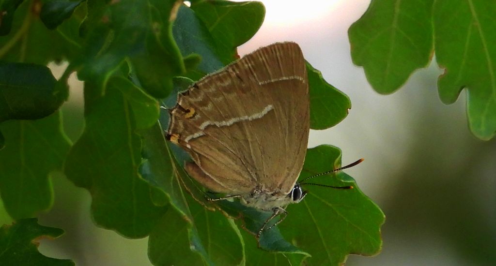 Pazik dębowiec (Neozephyrus quercus)