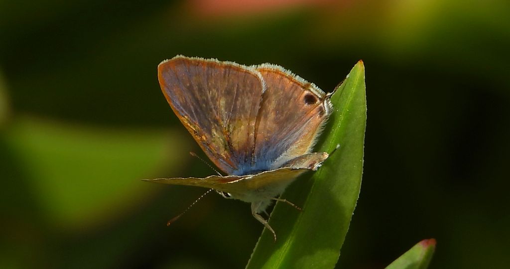 Modrogończyk wędrowiec (Syntarucus pirithous, Leptotes pirithous, Syntarucus telicanus)
