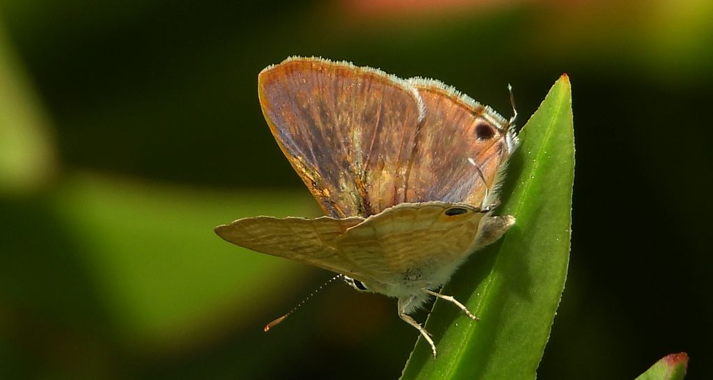 Modrogończyk wędrowiec (Syntarucus pirithous, Leptotes pirithous, Syntarucus telicanus)