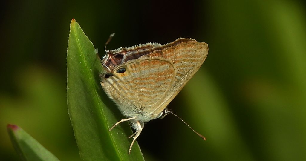 Modrogończyk wędrowiec (Syntarucus pirithous, Leptotes pirithous, Syntarucus telicanus)