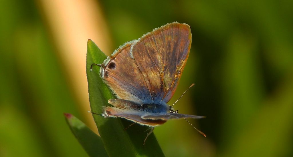 Modrogończyk wędrowiec (Syntarucus pirithous, Leptotes pirithous, Syntarucus telicanus)