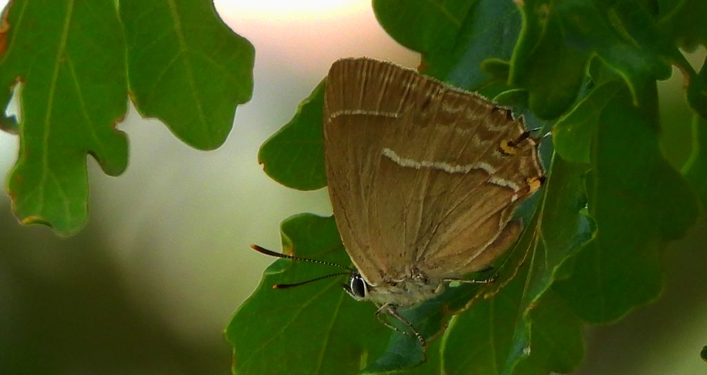 Pazik dębowiec (Neozephyrus quercus)