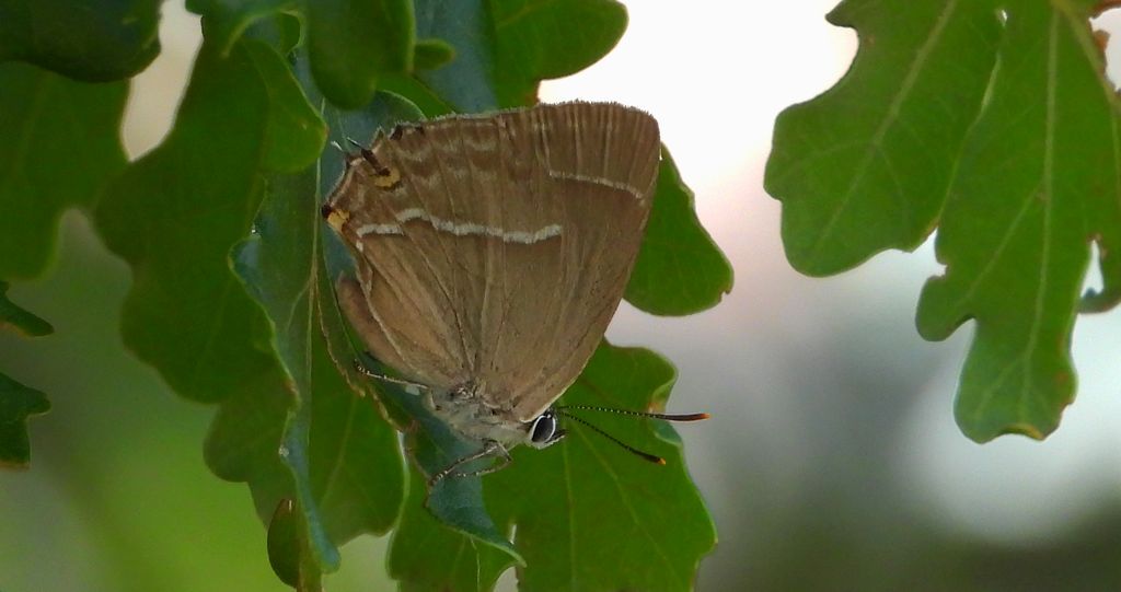 Pazik dębowiec (Neozephyrus quercus)