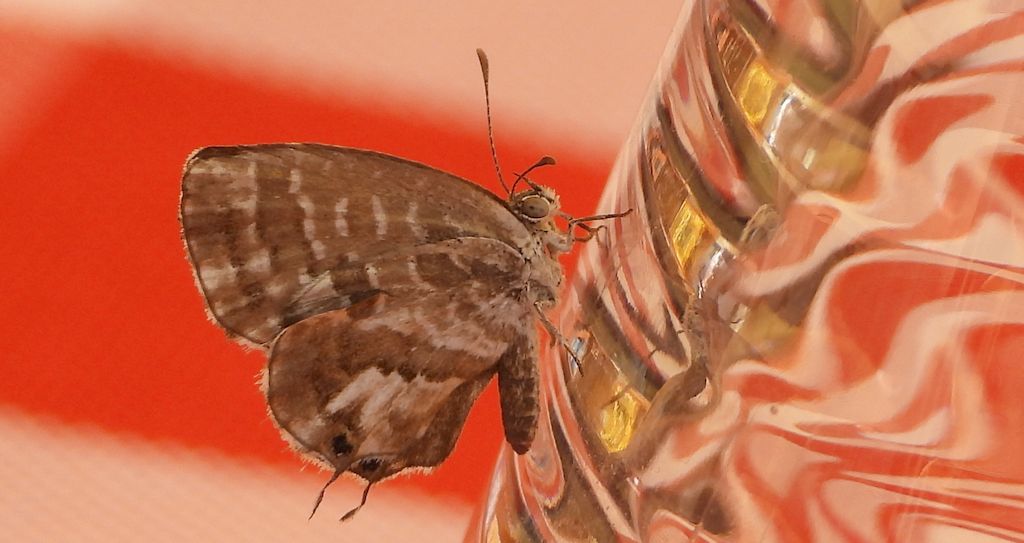 Kacyreusz marszałek (Cacyreus marshalli)