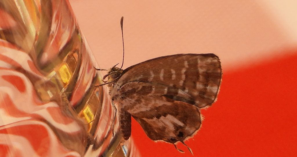 Kacyreusz marszałek (Cacyreus marshalli)