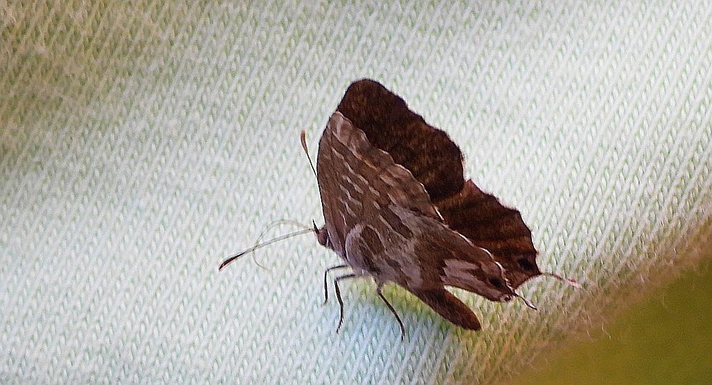 Kacyreusz marszałek (Cacyreus marshalli)