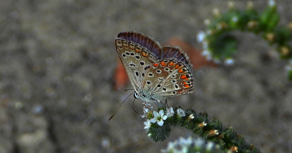 Modraszek adonis (Lysandra bellargus, Polyommatus bellargus)