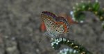 Modraszek adonis (Lysandra bellargus, Polyommatus bellargus)