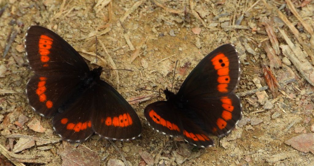 Górówka boruta (Erebia ligea)
