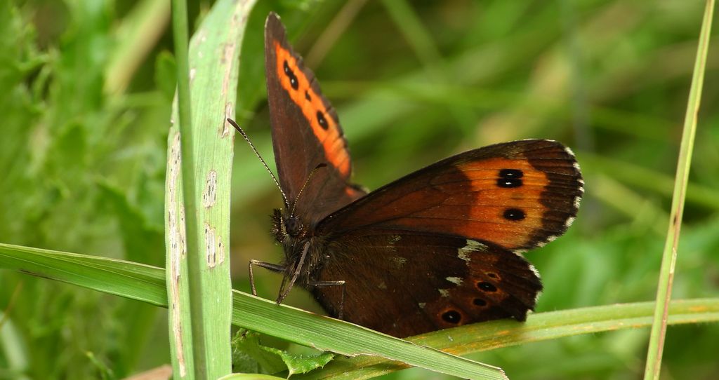 Górówka boruta (Erebia ligea)