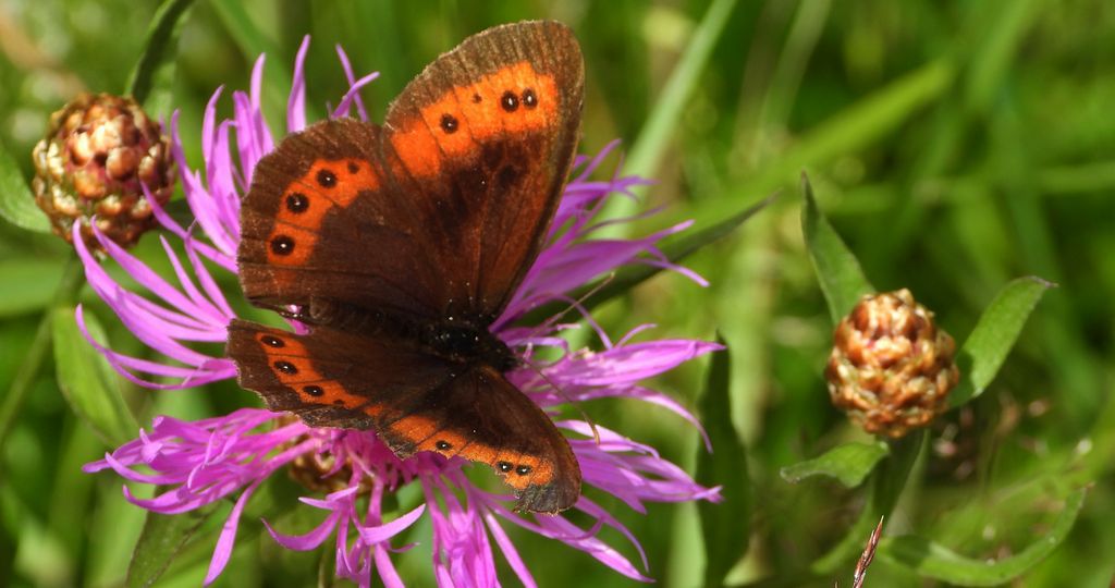 Górówka medea (Erebia aethiops)