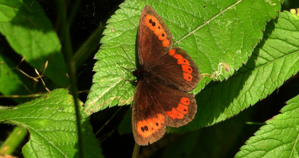 Górówka medea (Erebia aethiops)