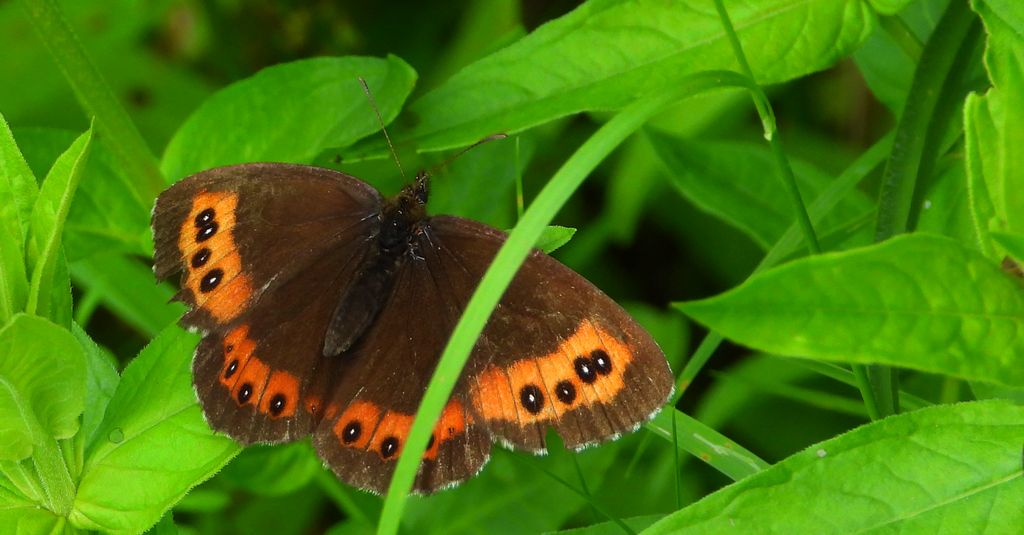 Górówka boruta (Erebia ligea)