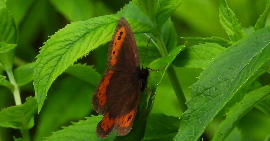 Górówka medea (Erebia aethiops)