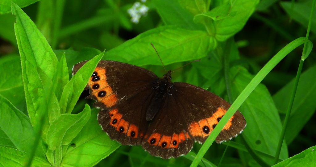 Górówka boruta (Erebia ligea)
