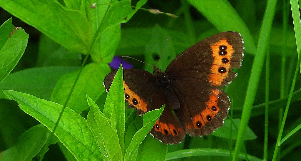 Górówka boruta (Erebia ligea)