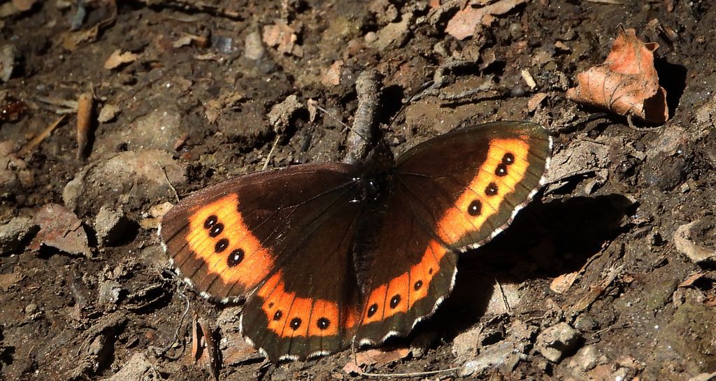 Górówka boruta (Erebia ligea)