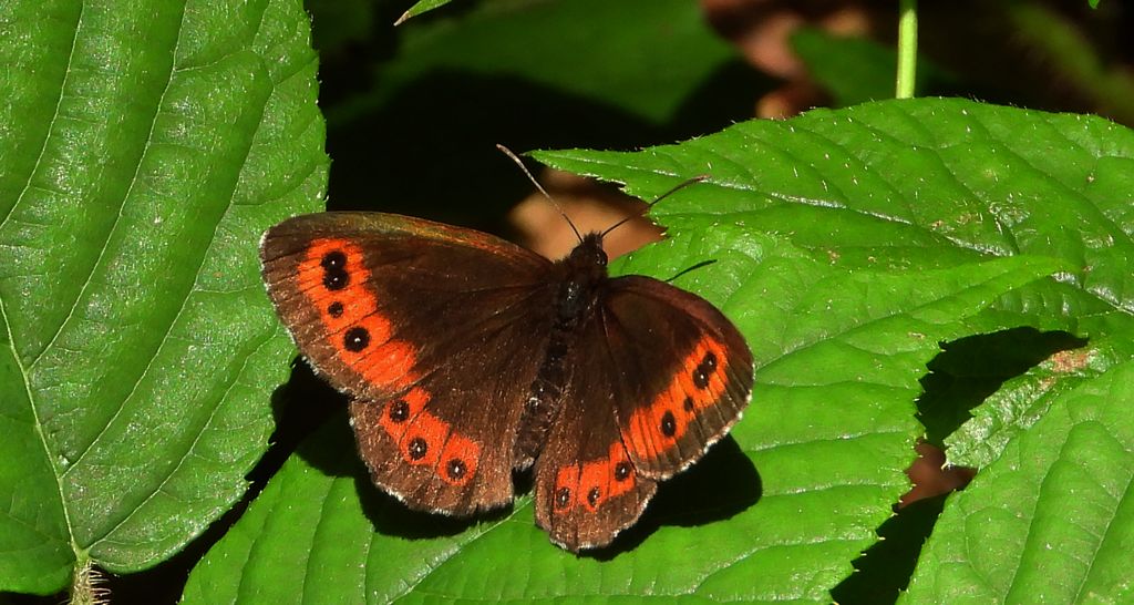 Górówka boruta (Erebia ligea)