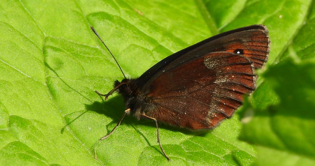 Górówka medea (Erebia aethiops)