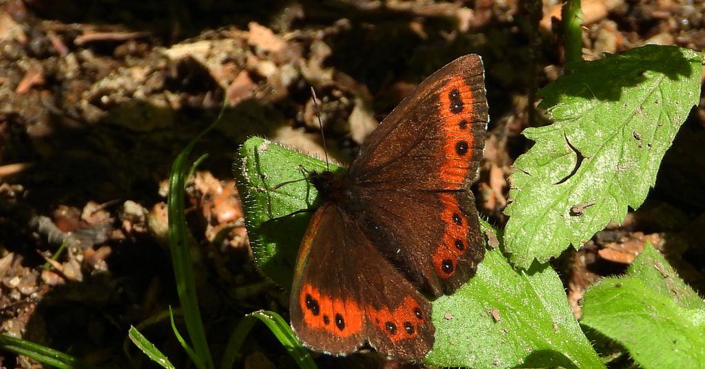 Górówka boruta (Erebia ligea)