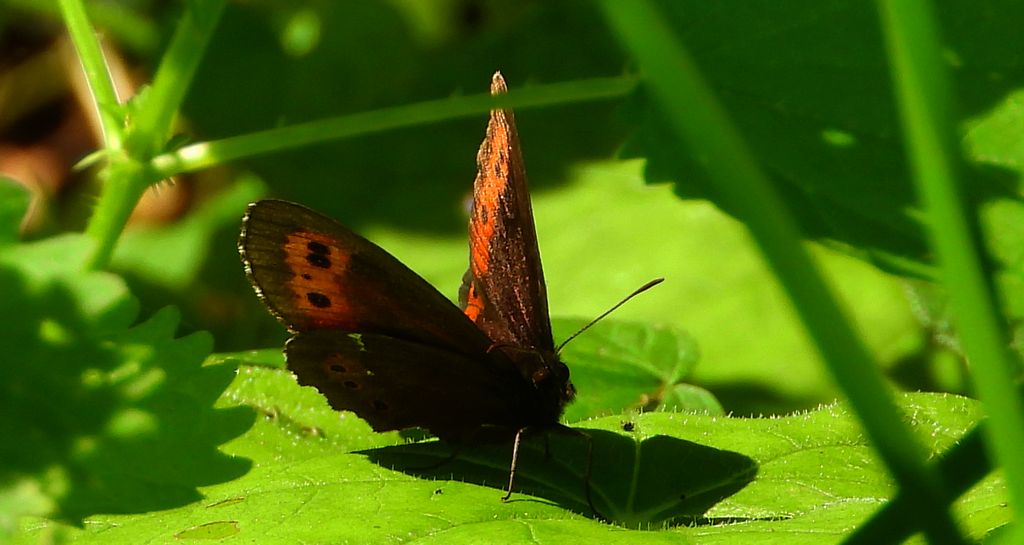 Górówka boruta (Erebia ligea)