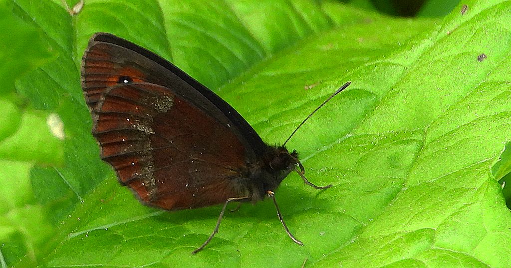 Górówka medea (Erebia aethiops)