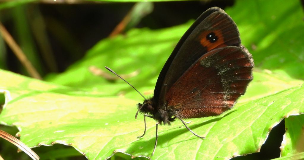 Górówka medea (Erebia aethiops)