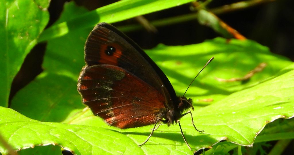 Górówka medea (Erebia aethiops)