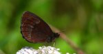 Górówka medea (Erebia aethiops)