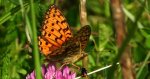 Dostojka aglaja, perłowiec aglaja, (Argynnis aglaja)
