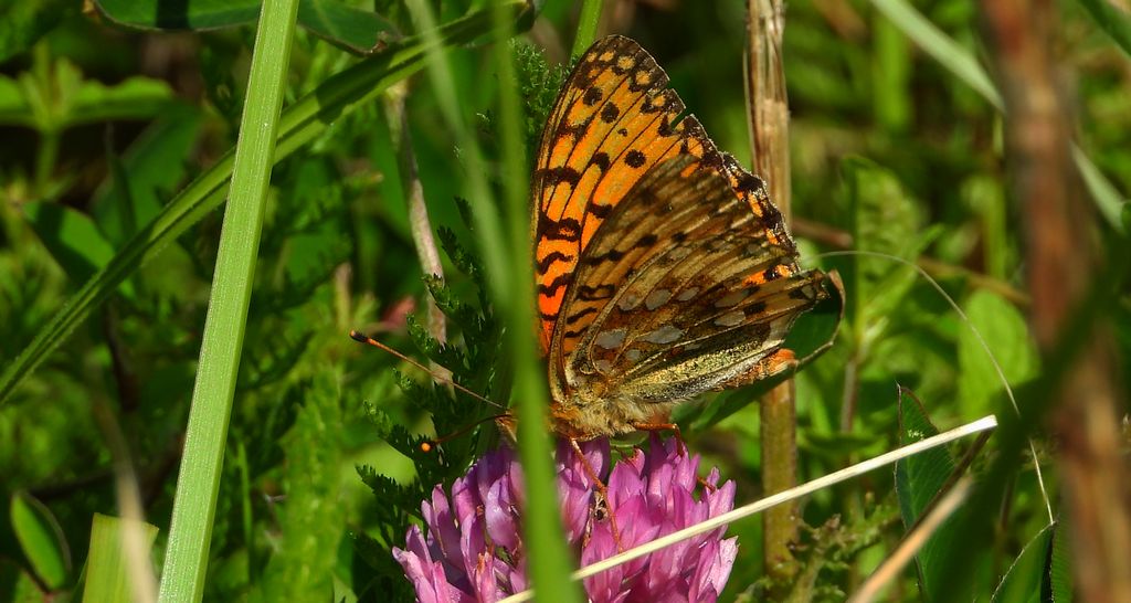 Dostojka aglaja, perłowiec aglaja, (Argynnis aglaja)