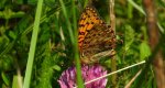 Dostojka aglaja, perłowiec aglaja, (Argynnis aglaja)