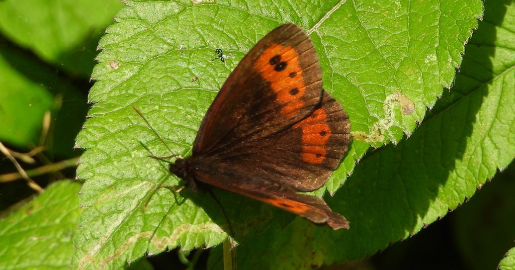 Górówka medea (Erebia aethiops)