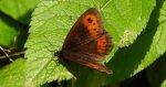 Górówka medea (Erebia aethiops)