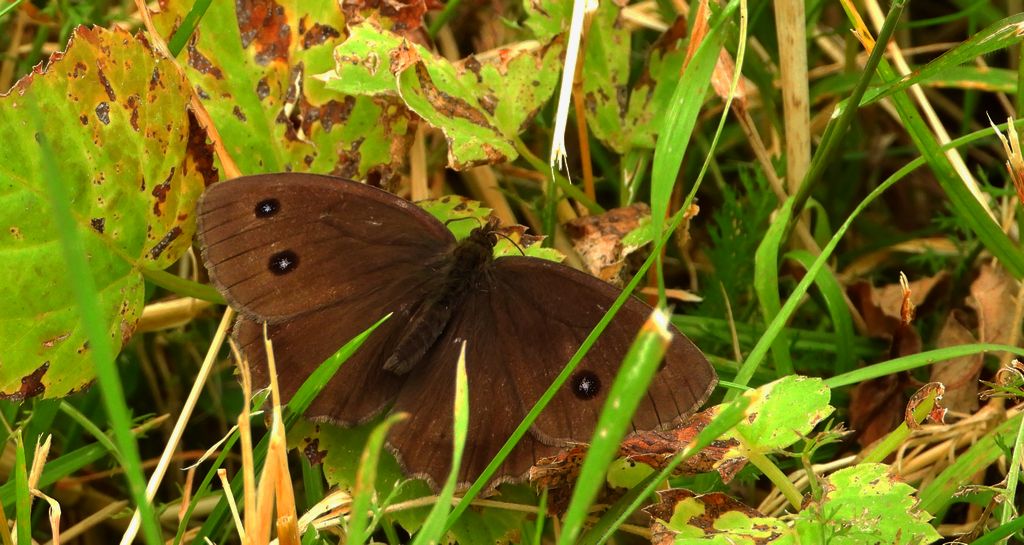 Skalnik driada (Minois dryas)