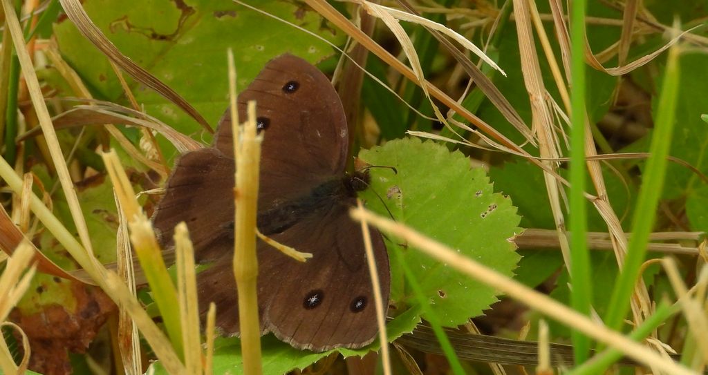 Skalnik driada (Minois dryas)