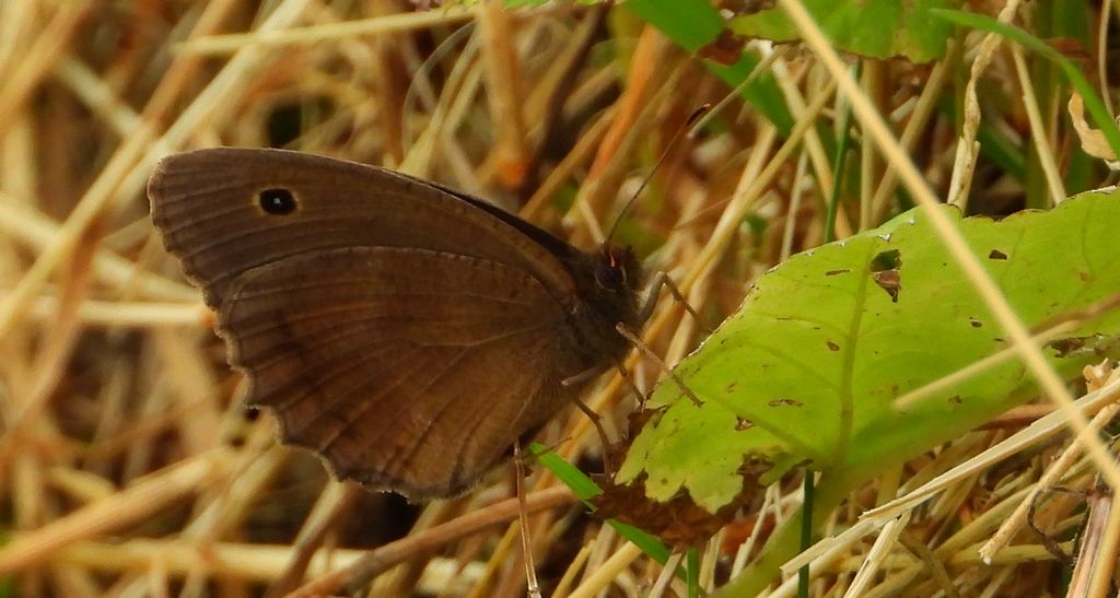 Skalnik driada (Minois dryas)