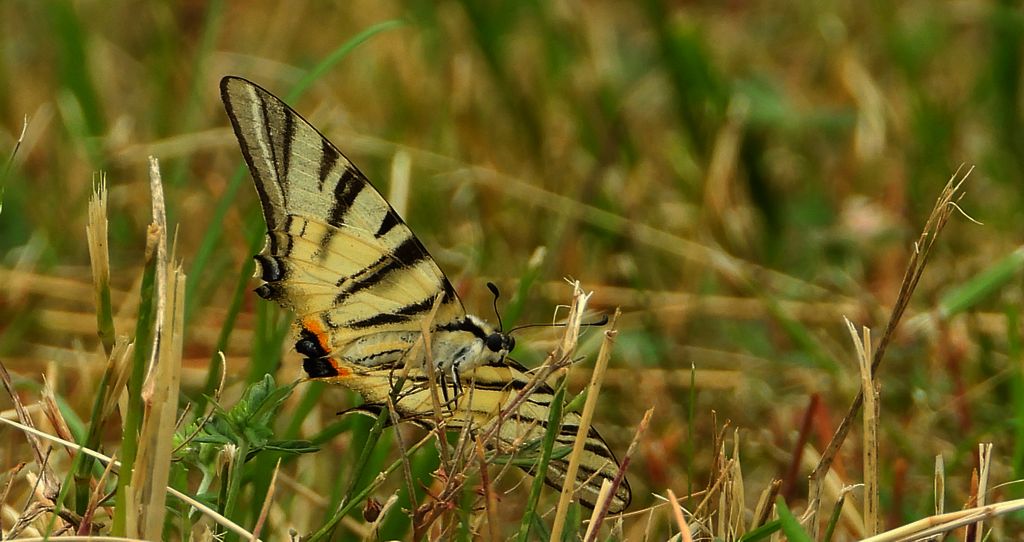 Paź żeglarz, witeź żeglarz, żeglarek (Iphiclides podalirius)
