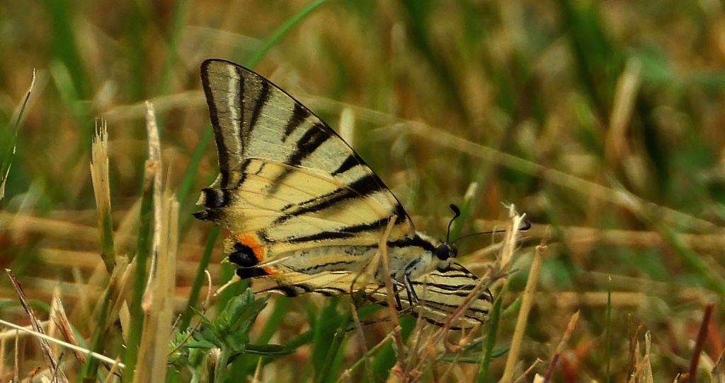 Paź żeglarz, witeź żeglarz, żeglarek (Iphiclides podalirius)