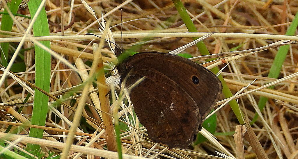 Skalnik driada (Minois dryas)