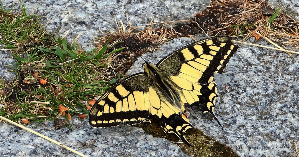 Paź królowej (Papilio machaon)